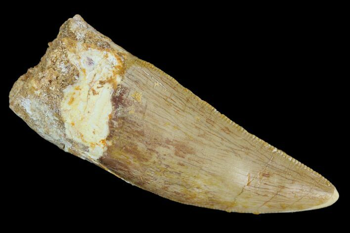 Serrated, Carcharodontosaurus Tooth - Real Dinosaur Tooth #127175